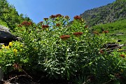 45 Belle rigogliose fioriture 